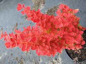 Picture of Berberis